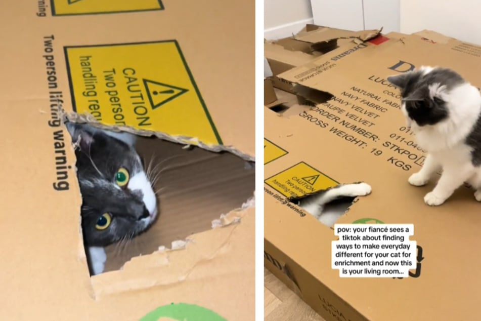 Cats' impressive box fort playground goes viral for all the right reasons