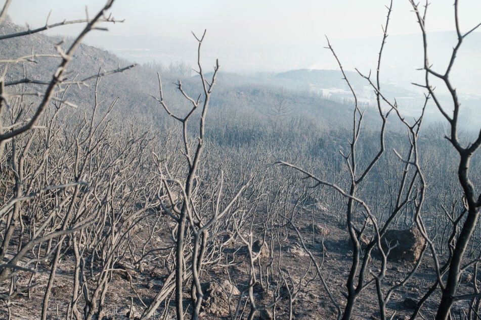 Zahllose Bäume und Buschwerk sind nach dem Waldbrand rund um Izmir verkohlt.