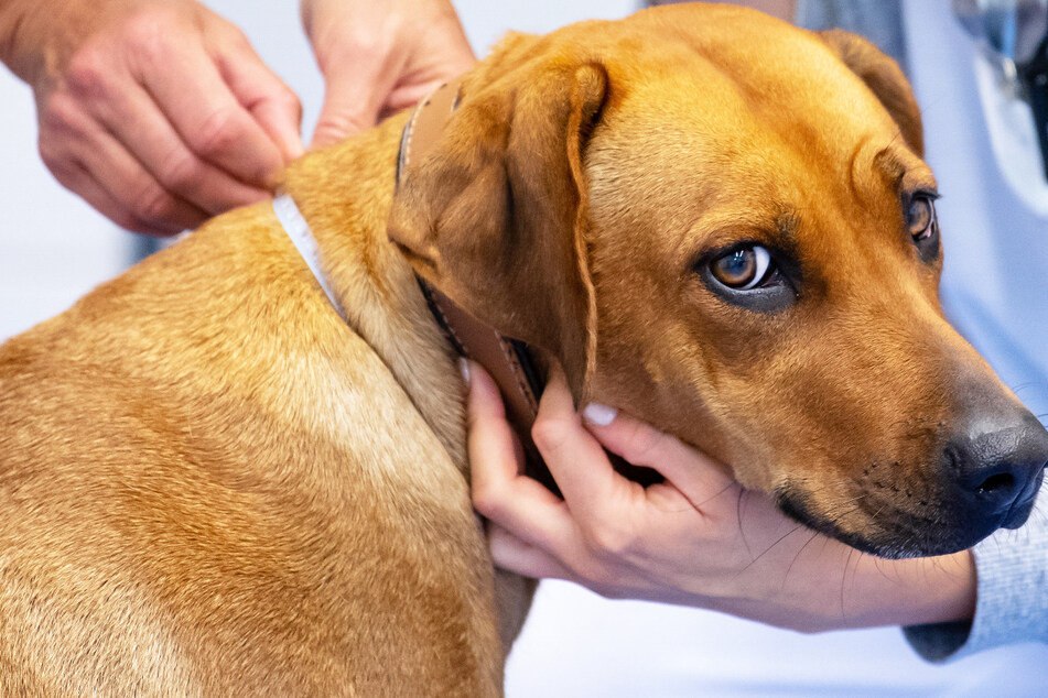 Nach einer Vergiftung durch Schokolade oder Rosinen sollte ein Hund unbedingt zu einem Tierarzt gebracht werden. (Symbolbild)