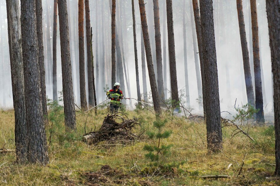 Zwischen Sachsen-Anhalt und Brandenburg brannten am Montag 2500 Quadratmeter Wald.