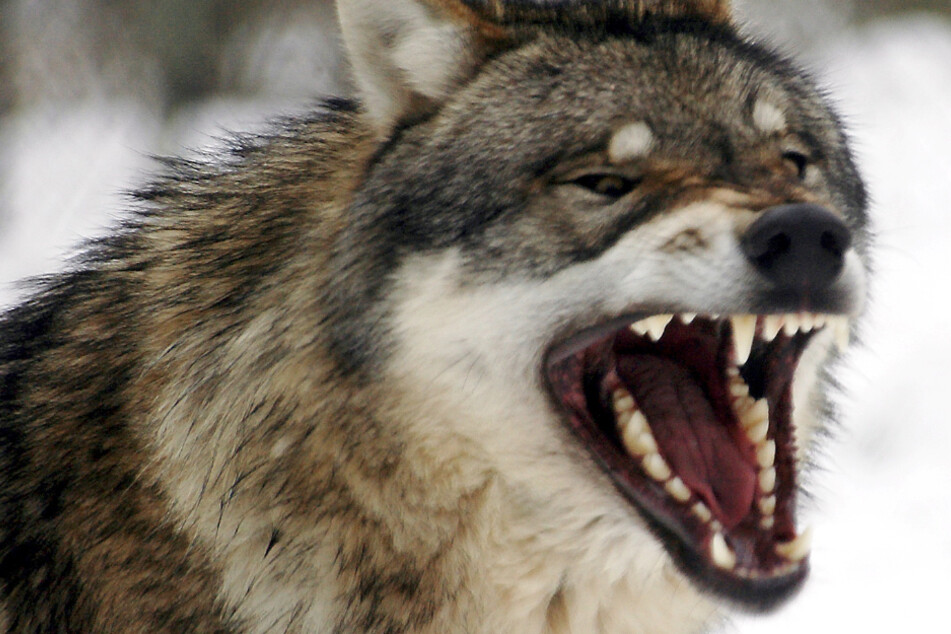 Erstmals ist in Deutschland ein Wolf aus der Population Südosteuropas nachgewiesen worden. (Symbolbild)