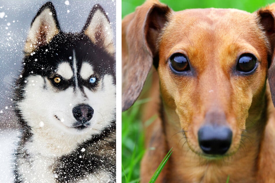 Todd's father was a husky (l.) and his mother was a dachshund, making for an extraordinary combo of puppy parents! (Stock image)