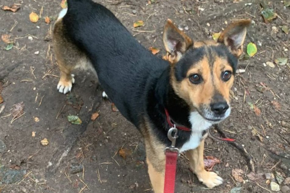 Oscar lebt schon viele Monate im Tierheim Köln-Dellbrück und gilt als schwer vermittelbar.