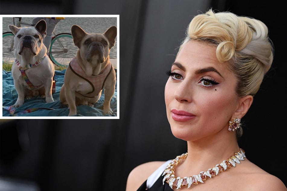 The man who shot lady Gaga's dog walker has been sentenced to 21 years in jail after taking a plea deal.