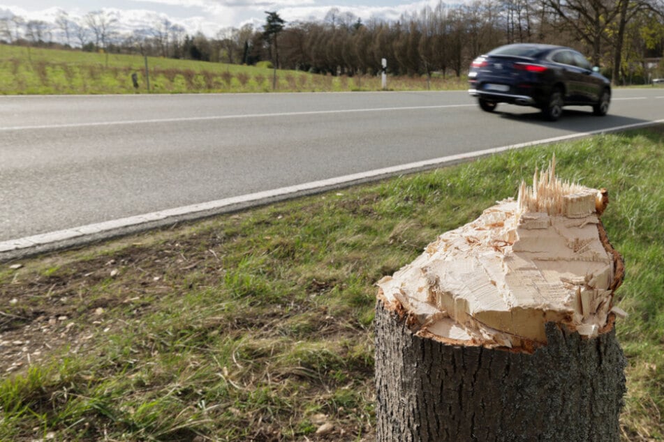 Kahlschlag bei Zwickau: Polizei jagt Baumfäller