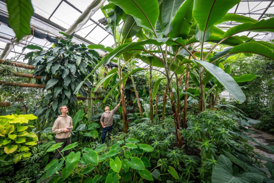 Im Botanischen Garten wird am Wochenende der Herbst begrüßt.