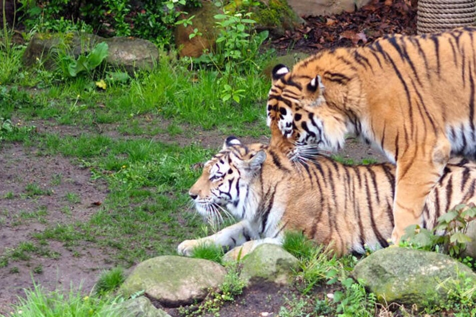 Nach dem Tod ihrer drei Babys: Leipziger Tiger paaren sich wieder - 40 Mal hintereinander!