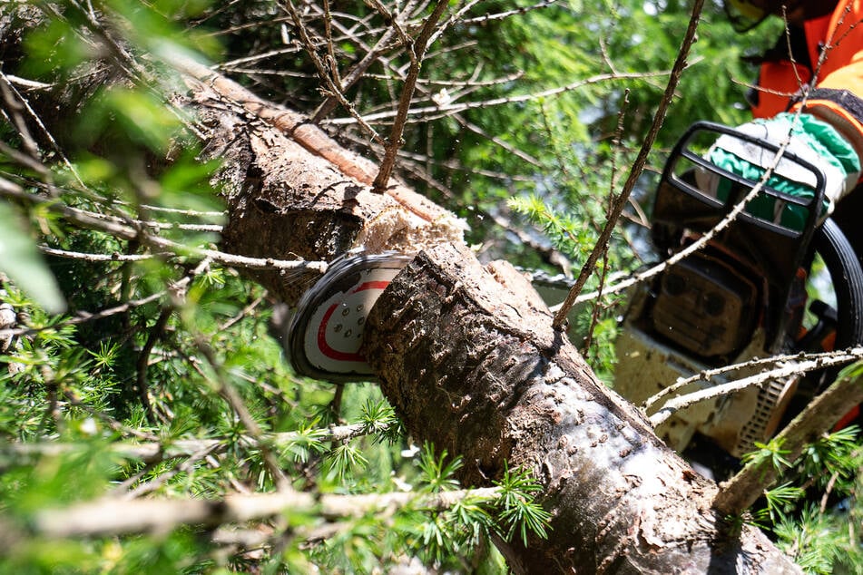 Tragödie in Bayern: Waldarbeiter verunglückt tödlich