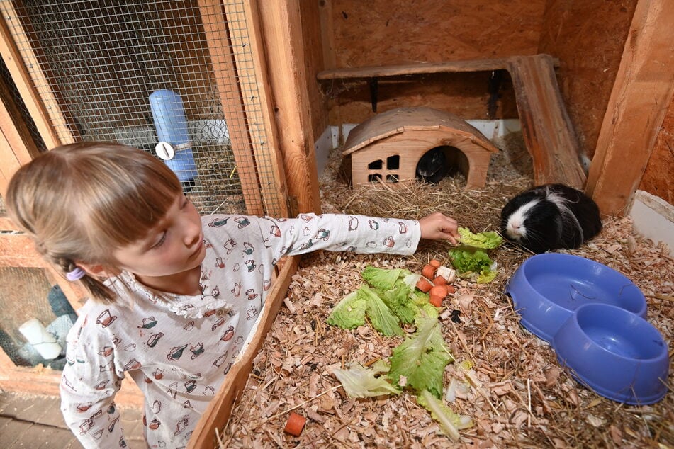Die kleine Besucherin Helene (7) füttert ein Meerschweinchen.