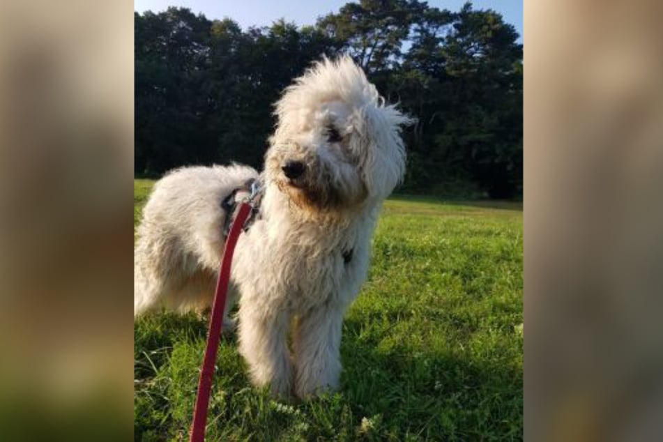 Erika gehört zu der Rasse der Komondor-Hunde. Das Tierheim schätzt, dass sie im Januar 2020 geboren wurde.