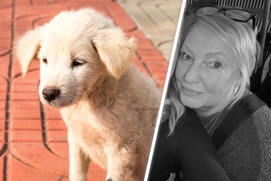 Griffure mortelle : une femme a été infectée par la rage par un chiot errant