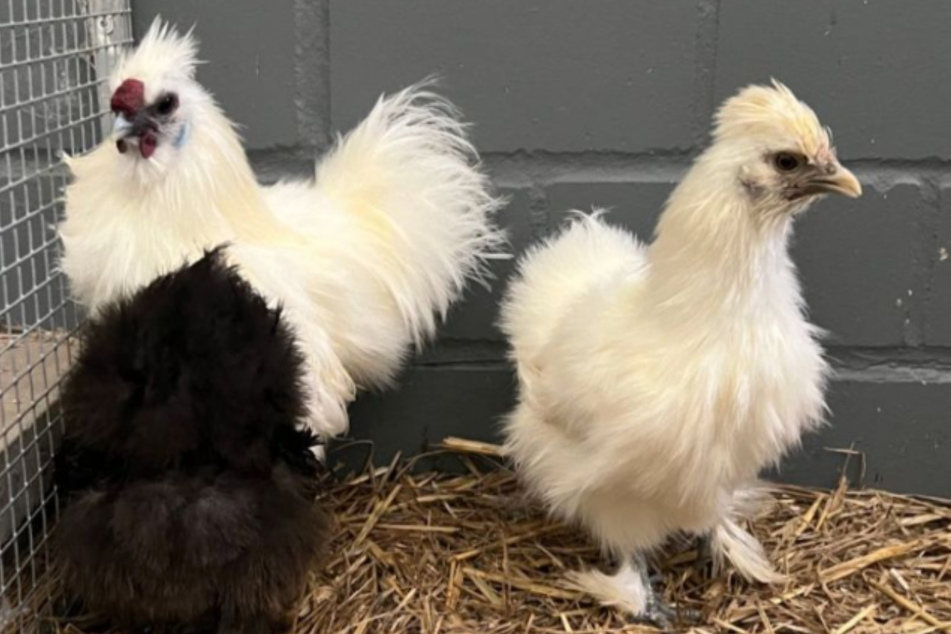 Die drei Zwerg-Seidenhühner werden von ihren Pflegern liebevoll "die Lagerfelds" genannt.