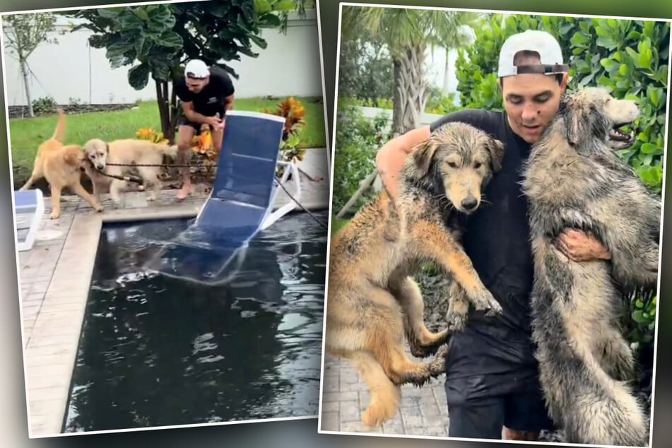 Golden Retriever sauen sich komplett ein: Herrchen ahnt nicht, dass das erst der Anfang ist