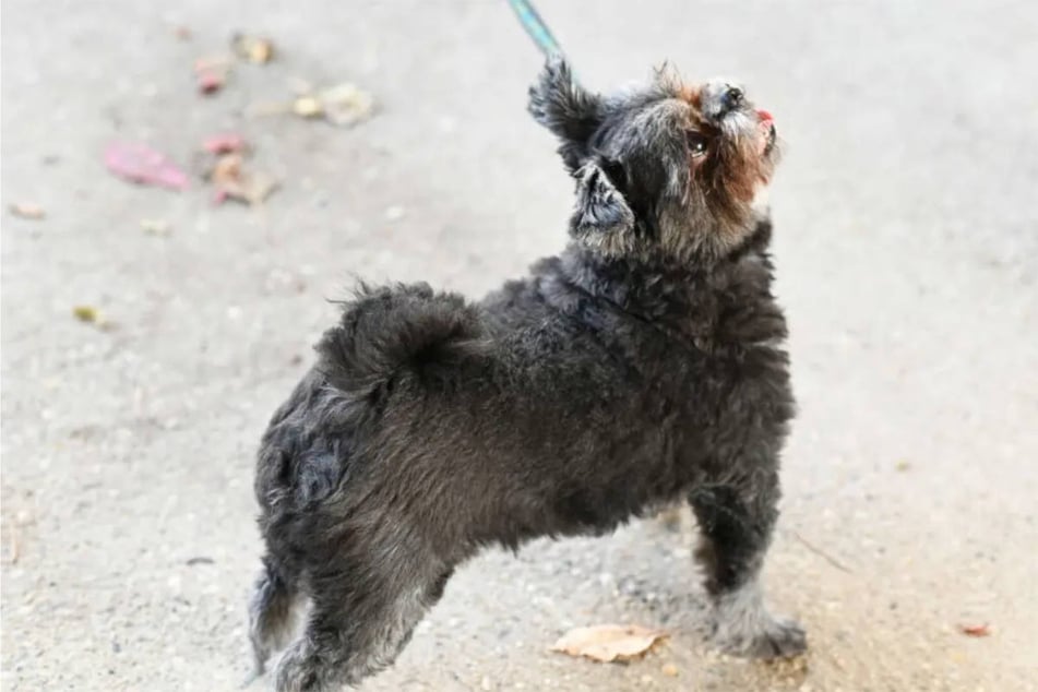 Der Shih-Tzu-Mix ist für die Stadt geeignet.