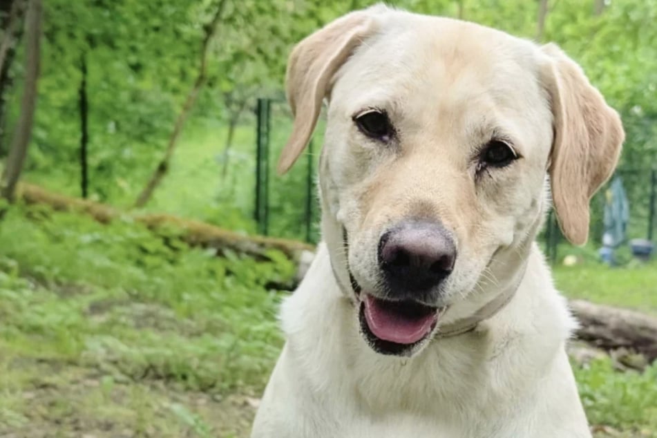 Labrador-Retriever Lotte braucht noch Orientierung: Kommt sie bei Dir zu Ruhe?