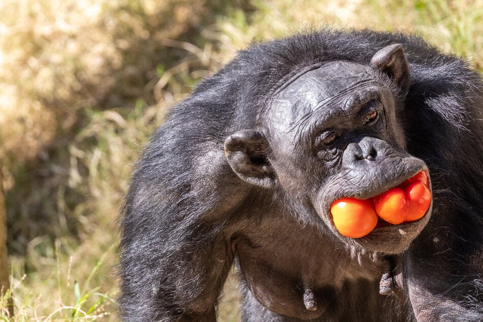 Chimps prefer more fermented fruit, given a choice, although it's not clear whether they actively seek them out.