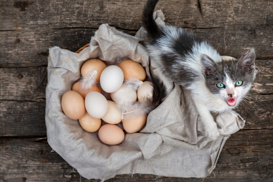 Katzen dürfen ab und zu auch mal ein Ei essen.