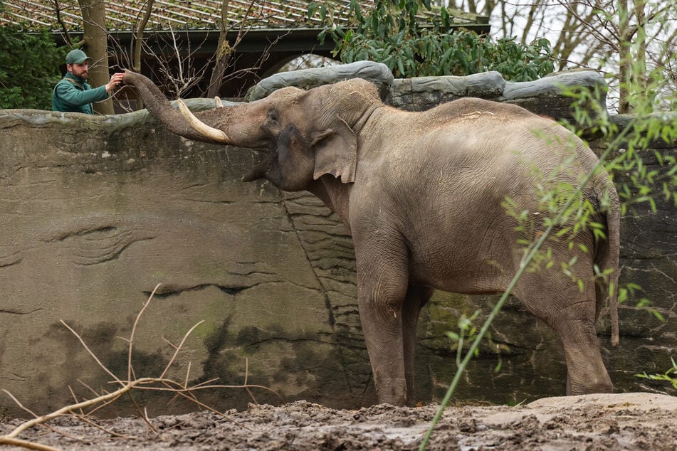 Elefantenbulle Maurice erkundet nun auch das Außengehege in seinem neuen Zuhause im Tierpark Hagenbeck.