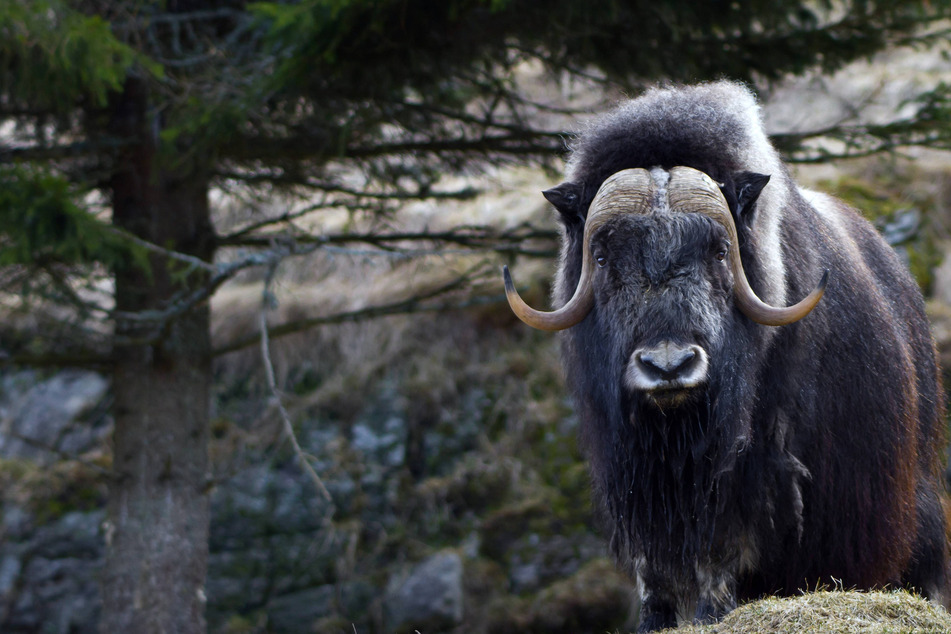 Muskox attacks and kills a court services officer in Alaska outside his home