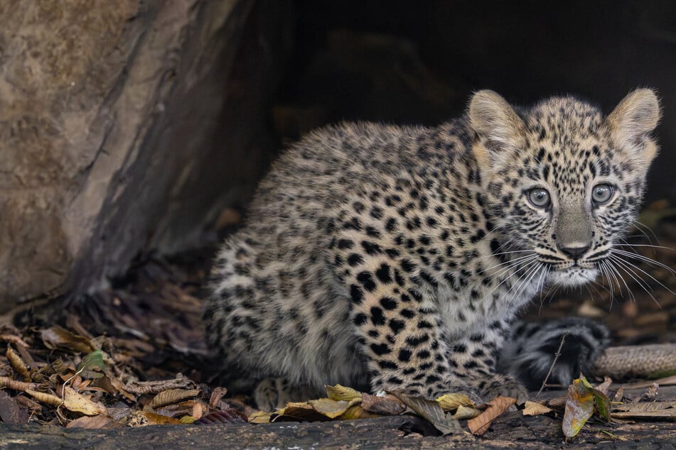 Künstliche Besamung: Persischer Leopard im Kölner Zoo geboren