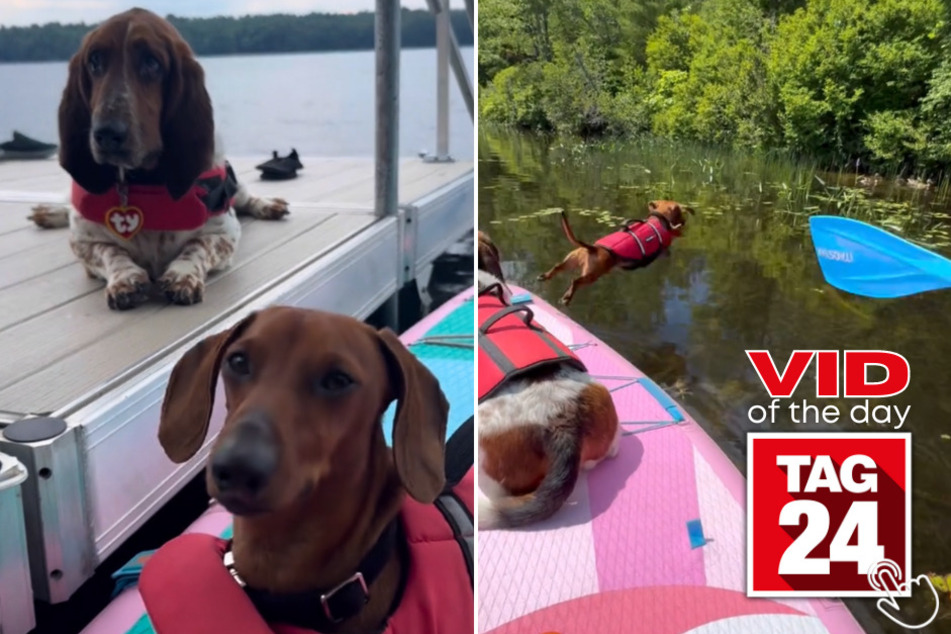 Today's Viral Video of the Day features a pup who went right in the water after seeing a flock of ducks swim past him!