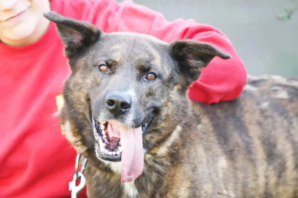 Der Holländische Schäferhund Zeus (5) lebt seit Anfang des Jahres im Tierheim Berlin.