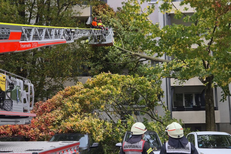 Die Kölner Feuerwehr musste am Donnerstag einen umgestürzten Baum von einem Haus entfernen.