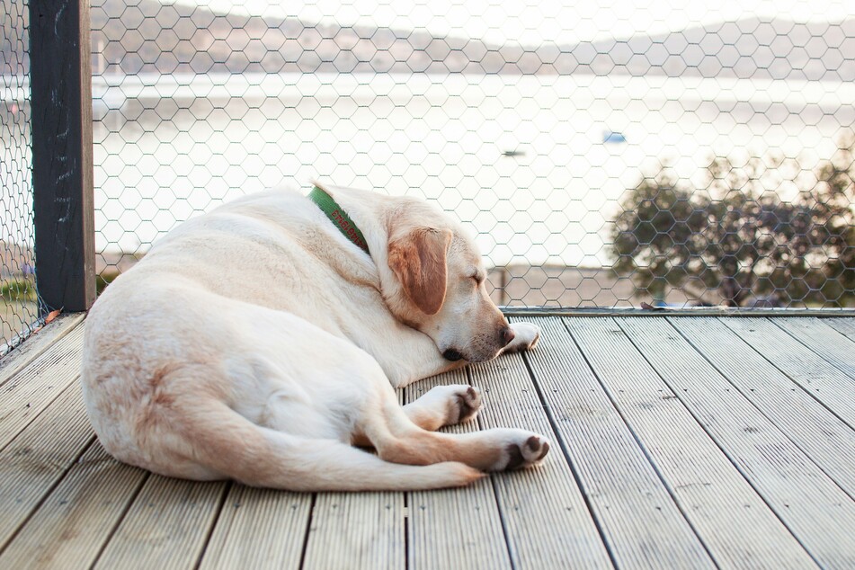 If you want a dog you can play with and rely on, go with the Labrador.