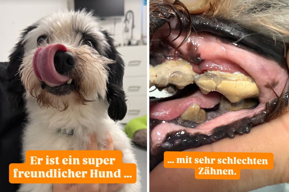 Bevor der freundliche Hund zur Vermittlung freigegeben werden kann, muss sich erst noch um seine Mundgesundheit gekümmert werden.