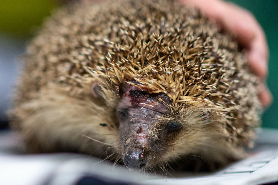 Igel sind vielen Gefahren ausgesetzt, doch vor einer neumodischen Gefahr warnen Tierschützer besonders. (Symbolbild)