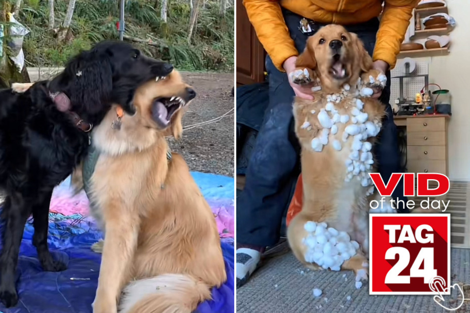 Today's Viral Video of the Day shows a beautiful pup named Pacha and some of her most recent fails on TikTok!