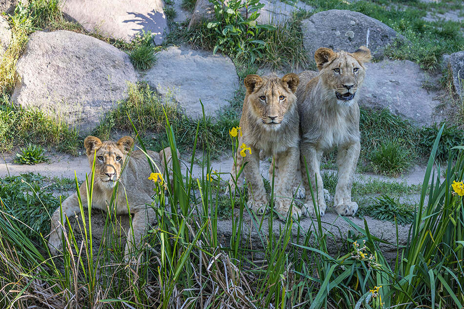 Kater Themba (rechts) mit seinem Bruder Bahati (Mitte) und Schwester Malu (links).