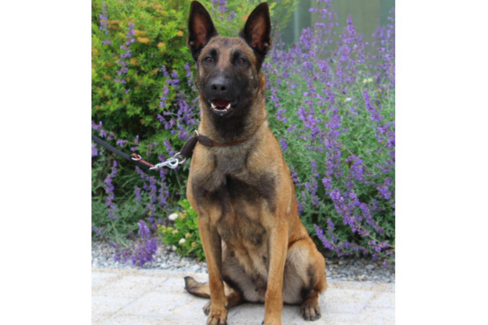 Malinois Amy.