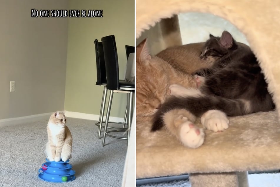 Der Besitzer zeigt die emotionalen Momente der Katzenfreunde bei TikTok.