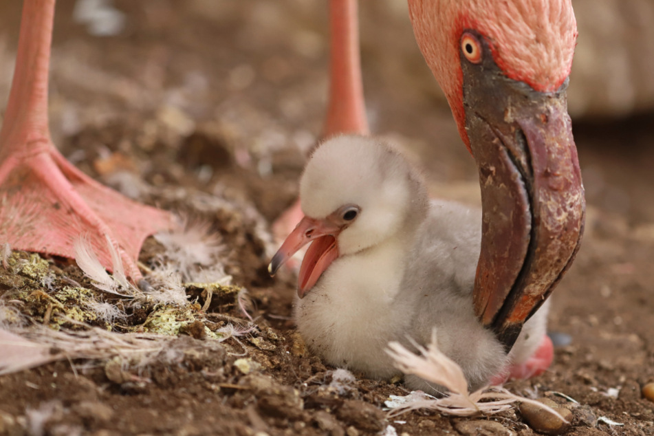 Ein frisch geschlüpfter Zwergflamingo wird von einem Elternteil flankiert.
