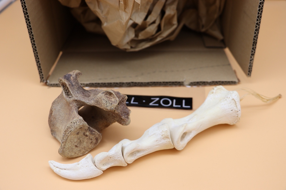 In einem Paket, welches an eine 26-jährige Frau aus Münster adressiert war, fand der Zoll einen Bärenwirbel sowie die Kralle eines Laufvogels.