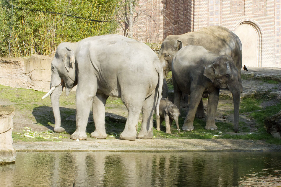Leipzig: Zoo Leipzig in großer Not: "Unsere Tiere müssen gefüttert werden!"