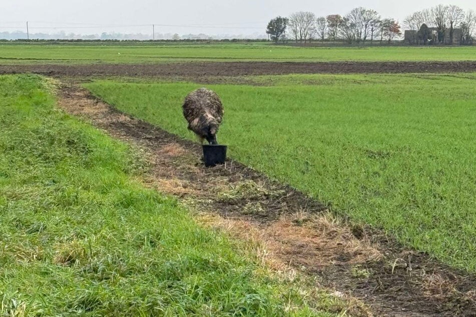 The previous attempt to gain the emu's trust with food has unfortunately failed.