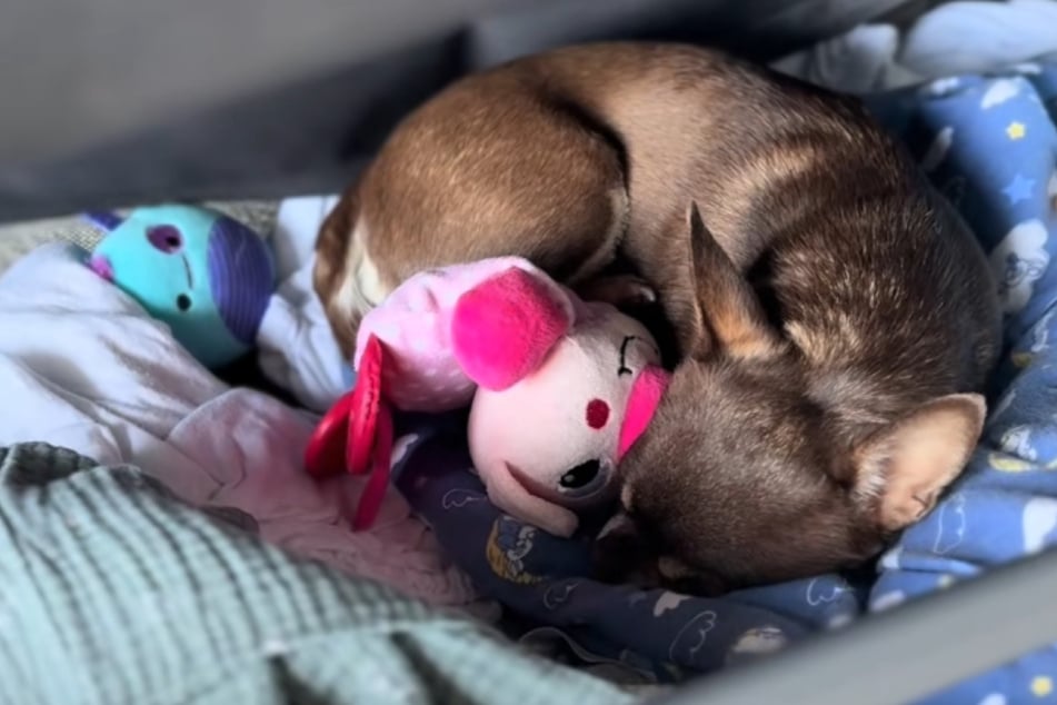 Clever gelöst: Chihuahua Bambi schläft einfach auf der Ablagefläche unter dem Bettchen des Babys.