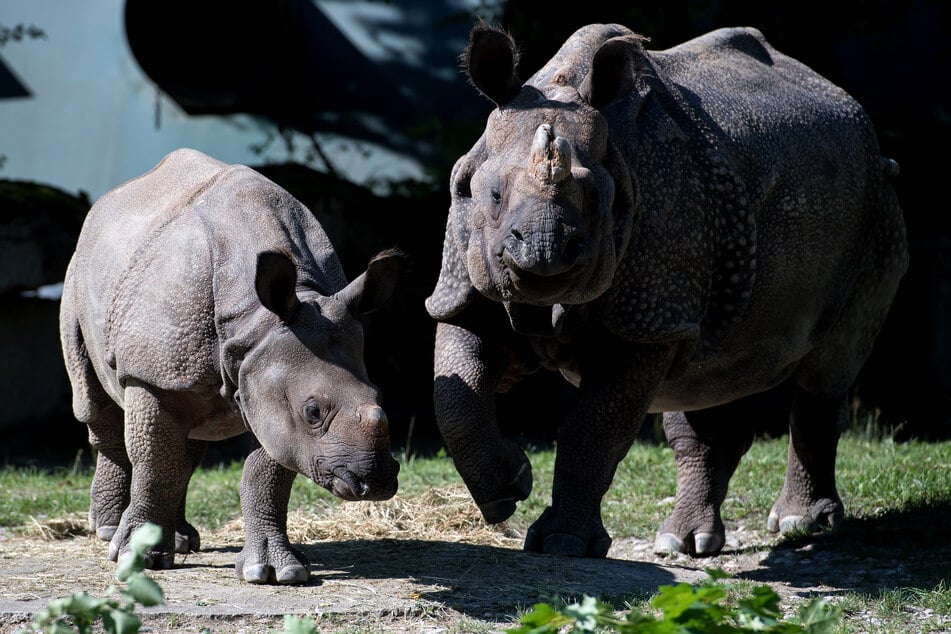 Nashorn-Weibchen Rapti (r.) brachte 2015 ihren Sohn Puri zur Welt. Nun ist sie mit 35 Jahren gestorben.