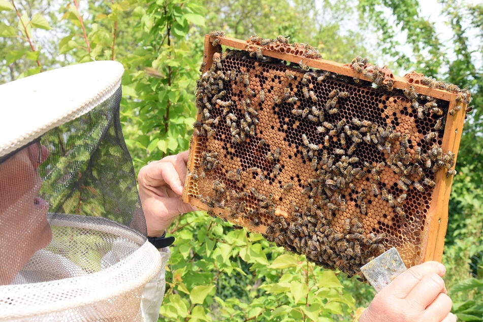 Die intensive Landnutzung und die geringe Anbauvielfalt wirken sich negativ auf die Bienen aus.