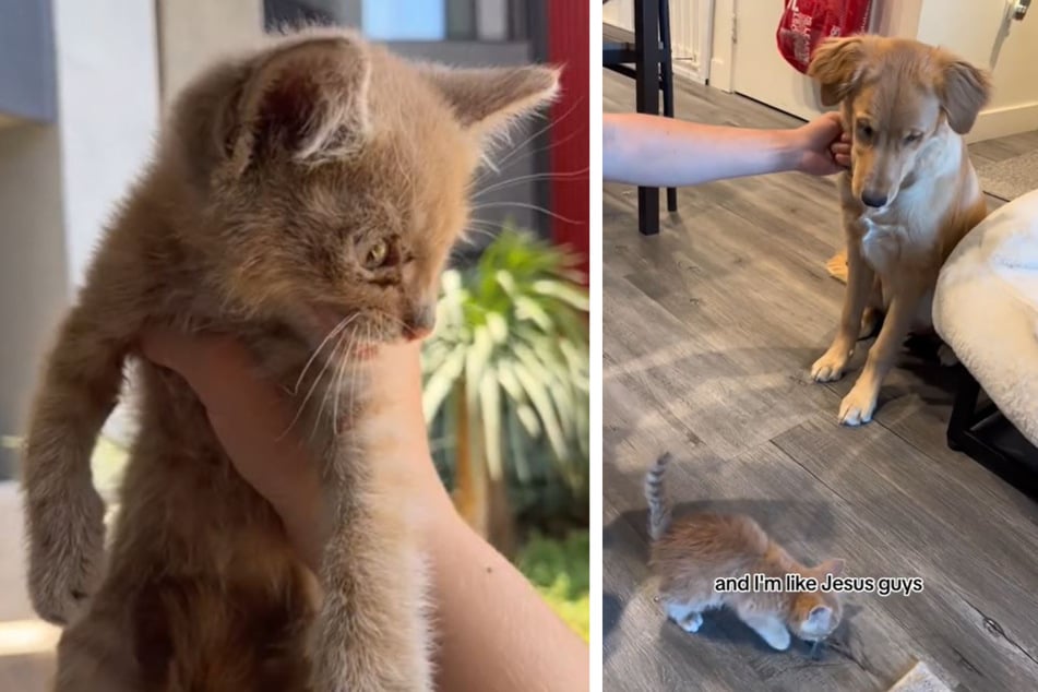 Diese kleine Babykatze wirkte ähnlich ängstlich wie die Besitzer der Golden-Retriever-Hündin Harlow. Sicherheitshalber hielt das Herrchen die Fellnase am Halsband fest.