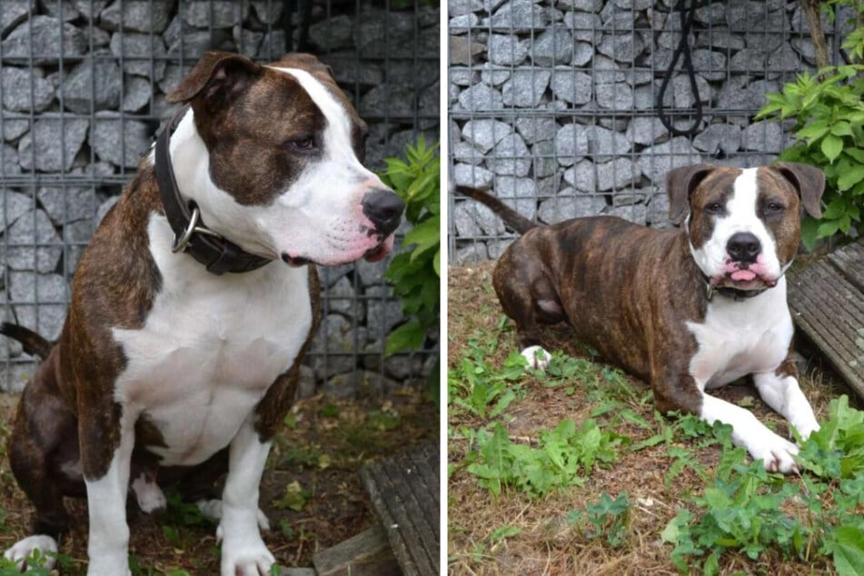Die Umgebung im Tierheim stresst den armen Hund sehr, sodass er auch kaum schlafen kann.