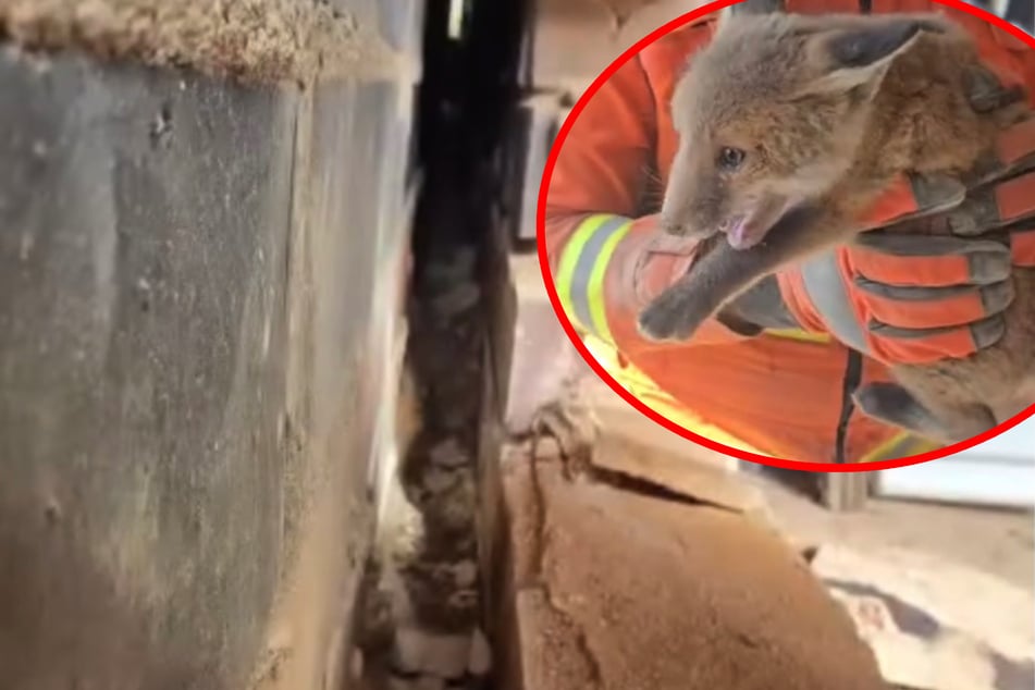 Anwohner hört mysteriöse Geräusche: Was Feuerwehr in der Garagenwand findet, macht baff