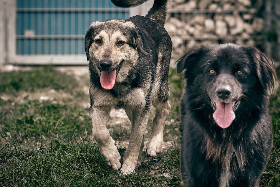 Hunde weit gereist: Finden Bertie und Nino nun ihr Happy End?