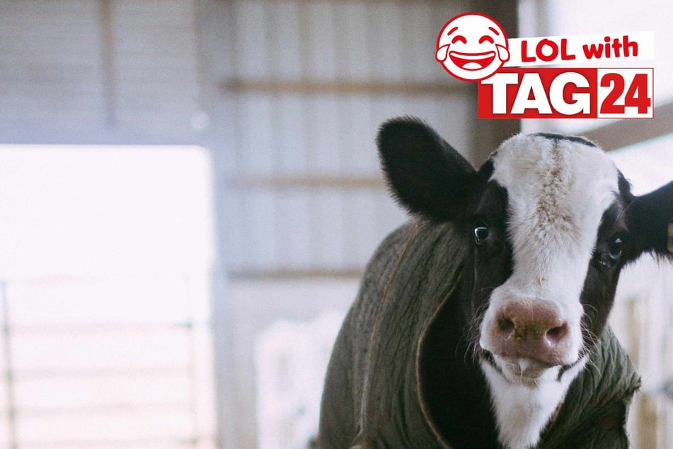 Joke of the Day for May 28, 2025: Animal jokes to get your funny on