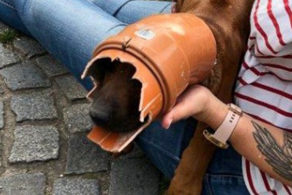 Der Hund steckte in einem Kunststoffrohr fest.