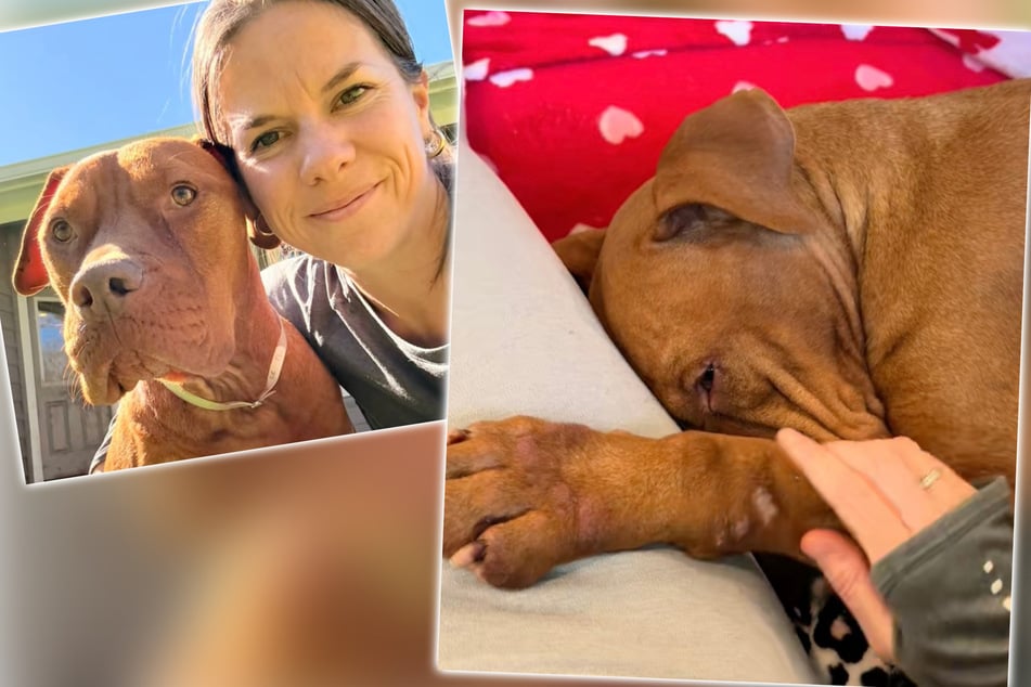 Hündin von Tierheim verängstigt: Ihr Verhalten nach der schweren Zeit, geht ans Herz