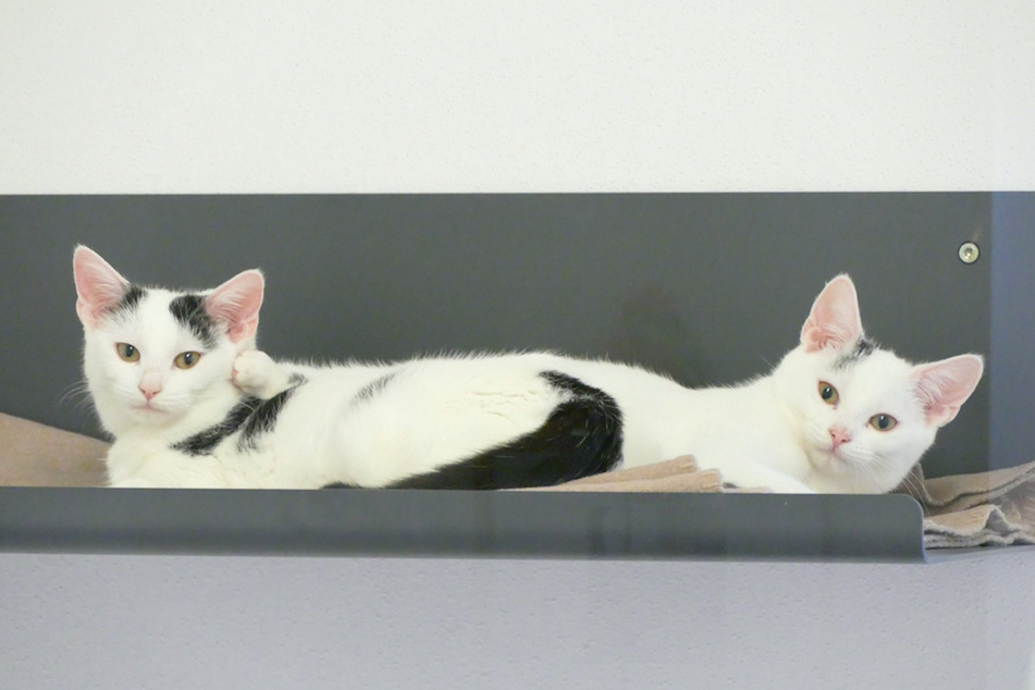 Katzen Alabama und Alvin.