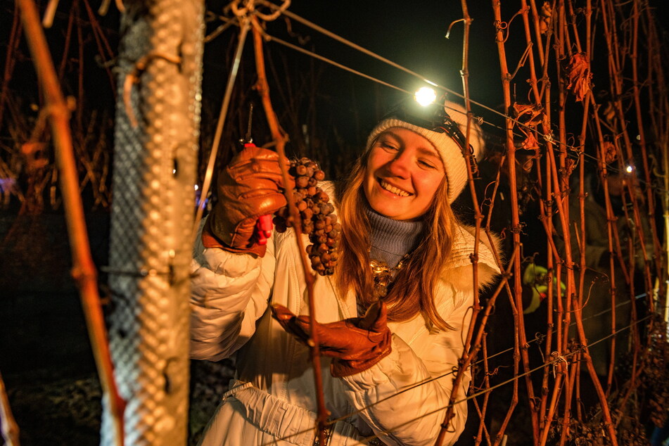 Nächtlicher Ortstermin im Weinberg: Auch bei der Eiswein-Lese im Weinberg der Sächsischen Winzergenossenschaft Meißen war Alona mit dabei.